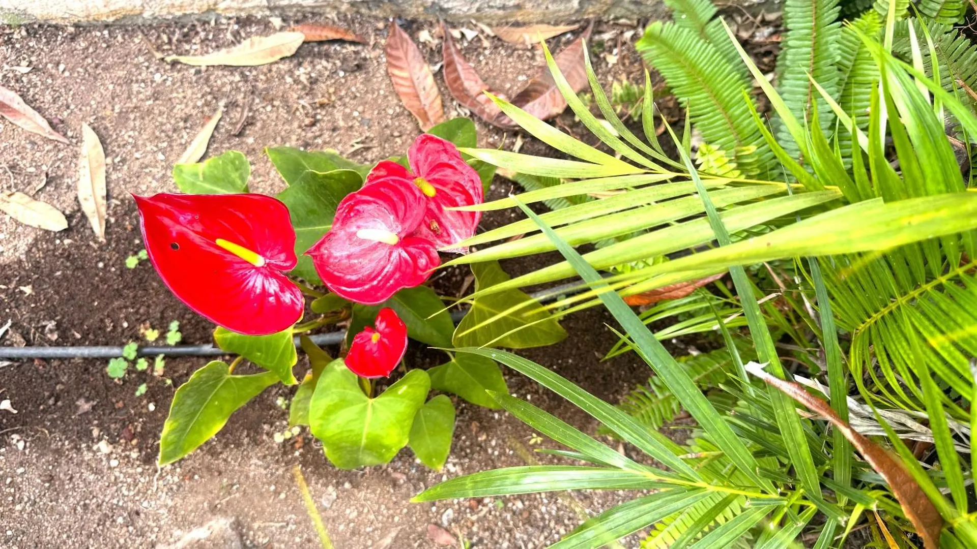 Apartmán Casa Flor Puerto de la Cruz